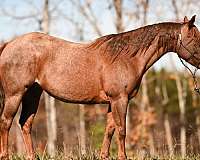 broodmare-peptoboonsmal-horse