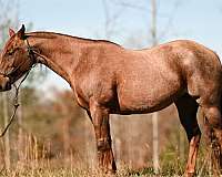 broodmare-peptoboonsmal-mare