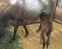 breeding-quarter-horse