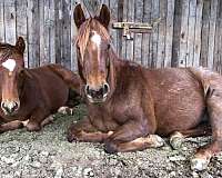 red-roan-quarter-horse-mare