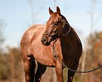 red-roan-aqha-mare