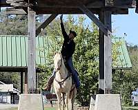 beginner-quarter-horse