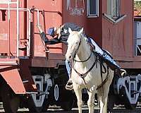 ranch-quarter-horse