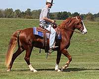 quarter-horse