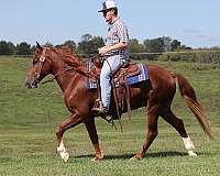 ranch-work-quarter-horse