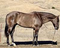 quarter-horse