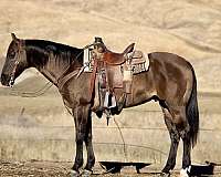 grulla-sock-horse