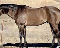 ranch-work-quarter-horse