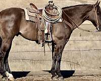 beginner-safe-quarter-horse