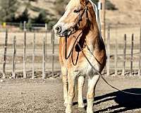 halflinger-haflinger-pony