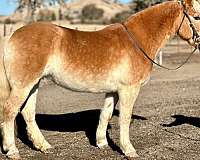 ranch-haflinger-pony