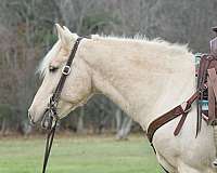 halflinger-haflinger-pony