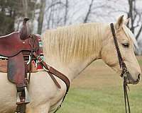 around-haflinger-pony