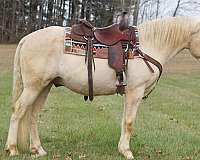 ranch-haflinger-pony