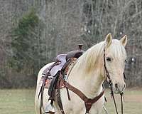 auction-haflinger-pony