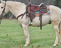 bid-haflinger-pony