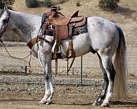 quarter-horse