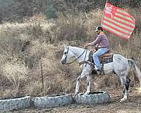 ranch-work-quarter-horse