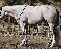 flashy-quarter-horse