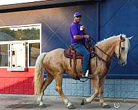 family-horse-quarter