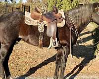 bay-roan-rear-socks-horse