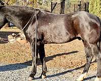 ranch-work-quarter-horse