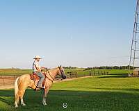 no-buck-bolt-gelding