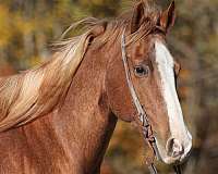 quarter-horse