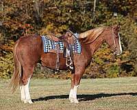 beginner-safe-quarter-horse