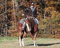 family-horse-quarter