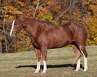 ranch-work-quarter-horse