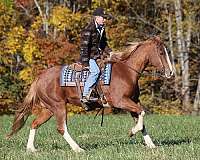 all-around-quarter-horse