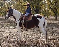 ranch-work-quarter-horse