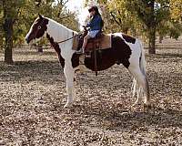 beginner-safe-quarter-horse