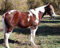 all-around-quarter-horse