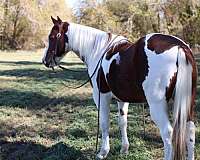 paint-quarter-horse