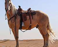 chestnut-tobiano-horse