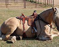 ranch-work-quarter-horse