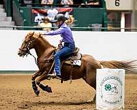 barrel-racing-pony