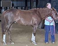 barrel-racing-gelding