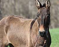 ranch-work-quarter-horse