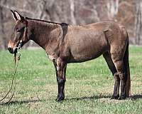 grulla-stripes-horse