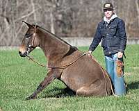 family-horse-quarter