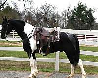 draft-friesian-horse