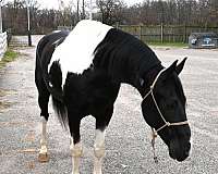 ranch-friesian-horse