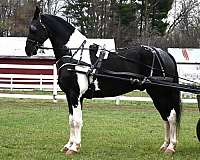 trail-friesian-horse