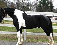 all-around-friesian-horse