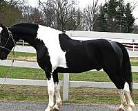 athletic-friesian-horse