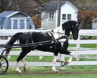 beginner-friesian-horse