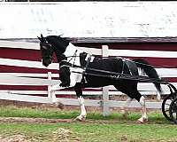 experienced-friesian-horse